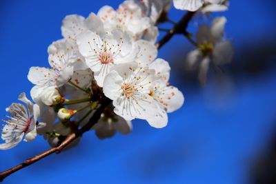 Close-up of cherry blossoms in spring