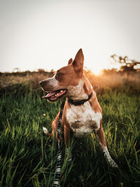 Close-up of dog on field against clear sky