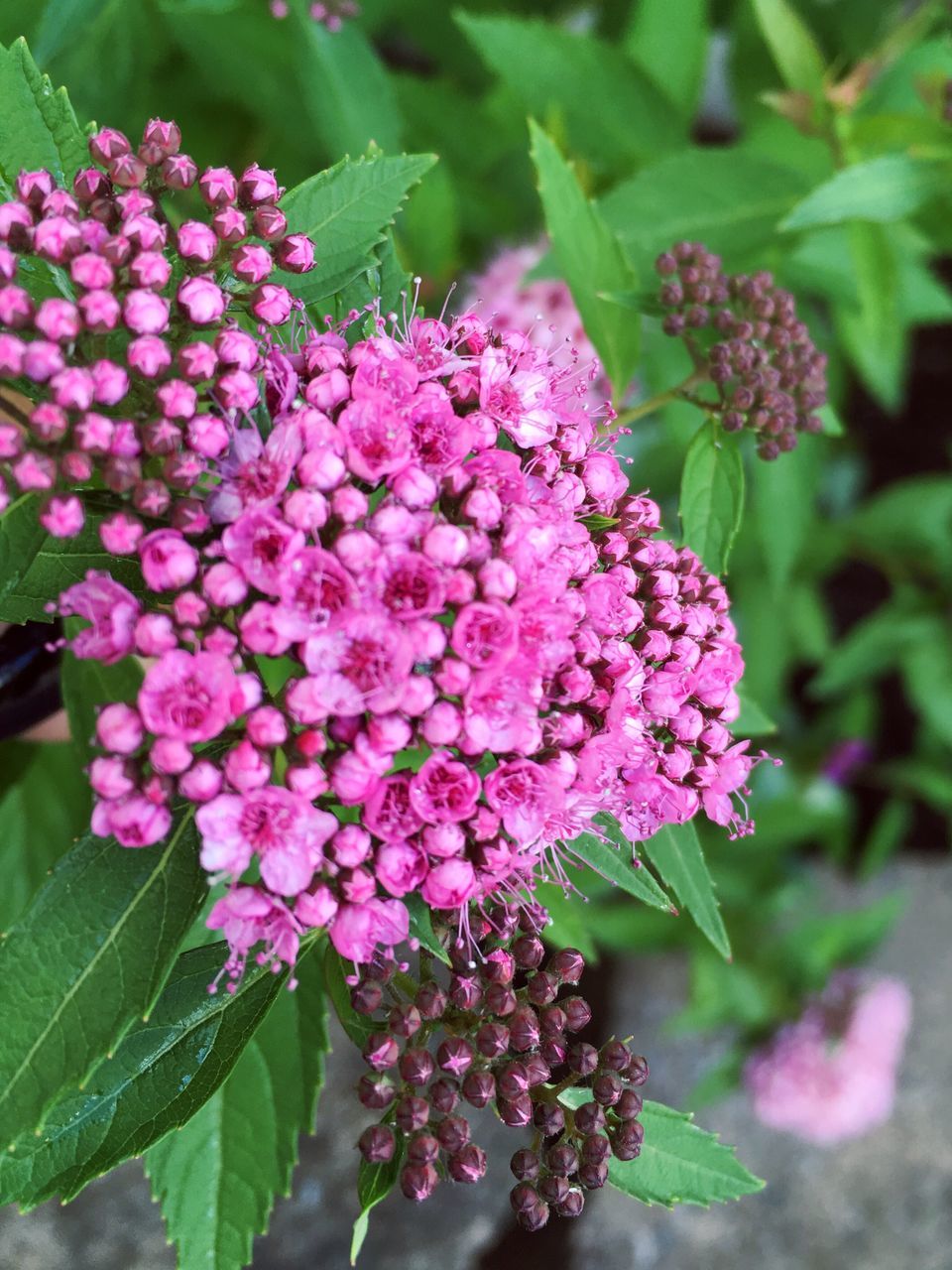 flower, beauty in nature, fragility, growth, nature, pink color, plant, freshness, petal, no people, day, close-up, outdoors, lilac, flower head, blooming