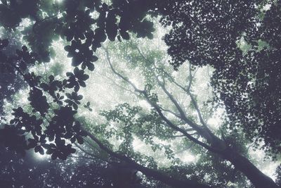 Low angle view of trees against sky