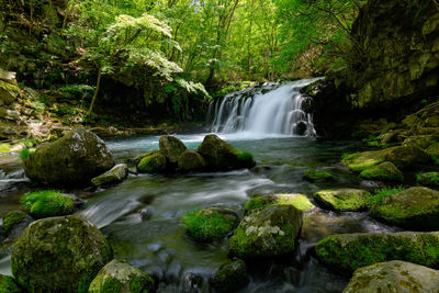 Scenic view of waterfall in forest