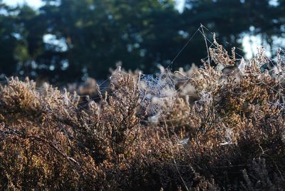 Close-up of frozen plants