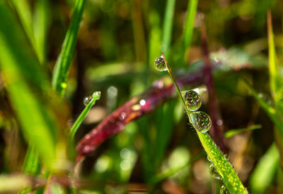 Close-up of water drops on plant