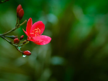 Close-up of red flower buds