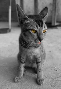 Close-up portrait of cat sitting