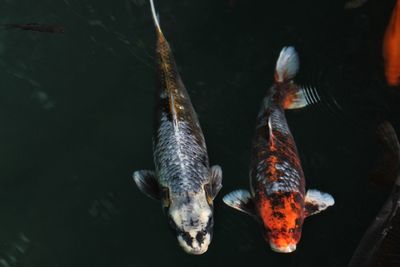 Close-up of fish swimming in sea