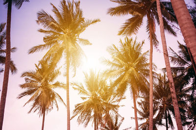 Low angle view of coconut palm trees against sky