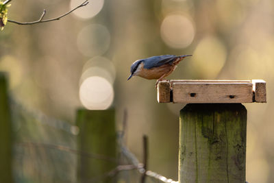 Close-up of bird perching on wooden post