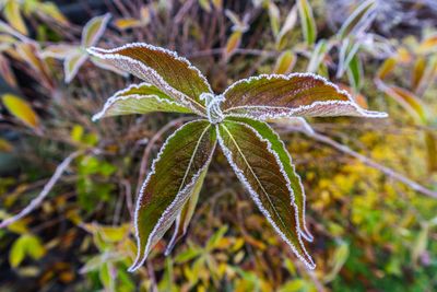 Close-up of water drops on plant