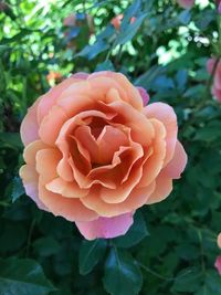 Close-up of rose blooming outdoors