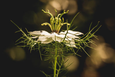 Close-up of white flowering plant