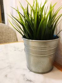 Close-up of potted plant