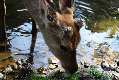 Close-up of deer drinking water in lake
