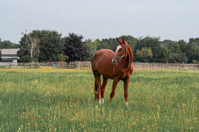 Horse in a field