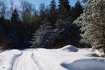 Snow covered trees on field