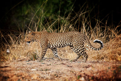 View of a cat on field