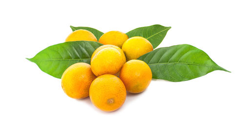 Close-up of oranges against white background