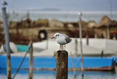 Close-up of seagull perching on railing