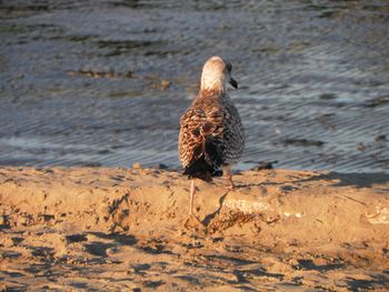 Bird in water