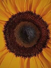 Full frame shot of sunflower