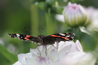 Close-up of butterfly pollinating on flower