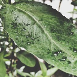 Close-up of water drops on leaf