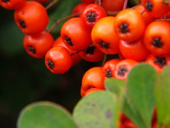 Close-up of fruits on tree