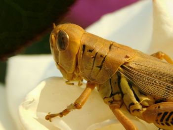 Close-up of object on table