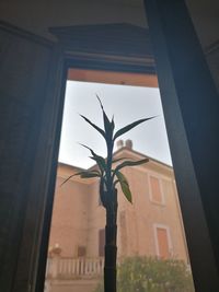 Low angle view of plant against building