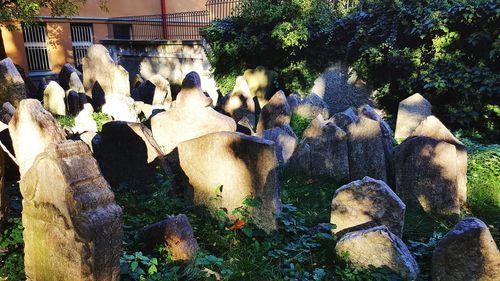 Flock of sheep on rock