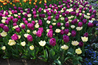 Close-up of purple tulips