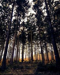 Low angle view of trees in forest