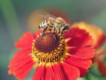 Close-up of bee on flower