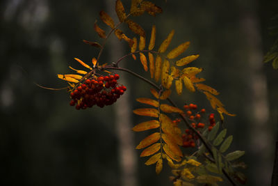 Close-up of red flower growing on tree