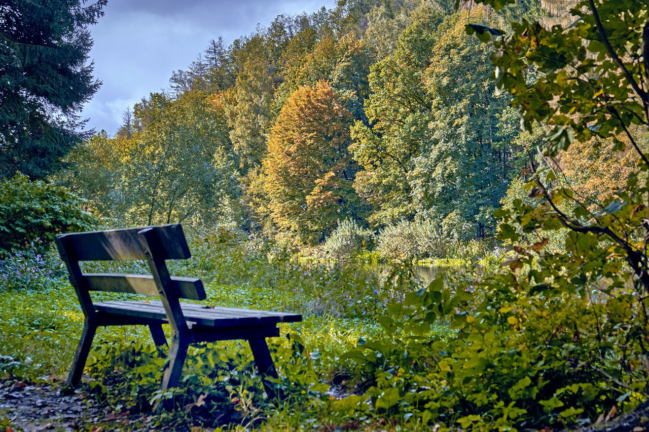 EMPTY CHAIRS AND TABLE AGAINST TREES IN PARK