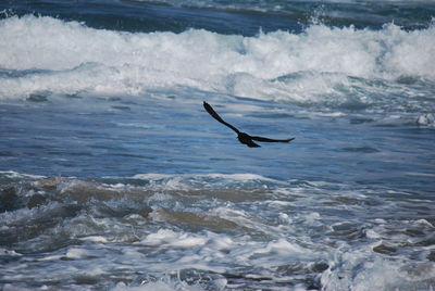 Bird flying over sea