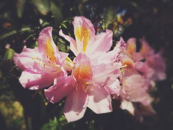 Close-up of pink flower