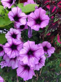 High angle view of purple flowering plants