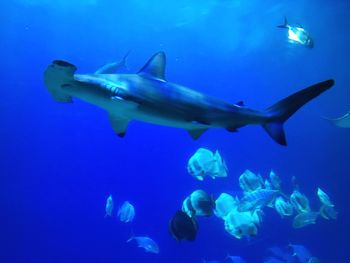 Jellyfish swimming in sea