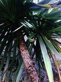 Low angle view of palm tree