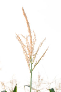 Close-up of stalks in field against clear sky