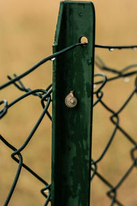 Close-up of snail on chainlink fence outdoors