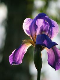 Close-up of purple flowers