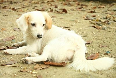 Portrait of white dog sitting on field