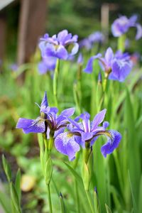 Close-up of purple iris flowers on field