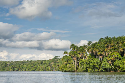 Scenic view of trees and plants against sky