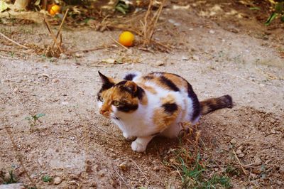 High angle view of cat on field