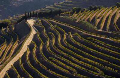 The beautiful endless lines of douro valley vineyards, in sao joao da pesqueira.