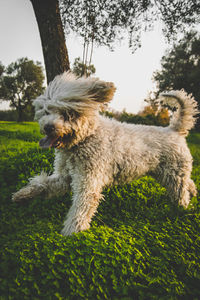 Dog running on field