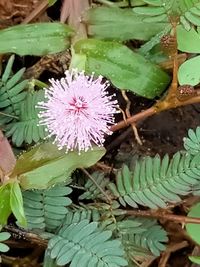 High angle view of pink flower floating on water